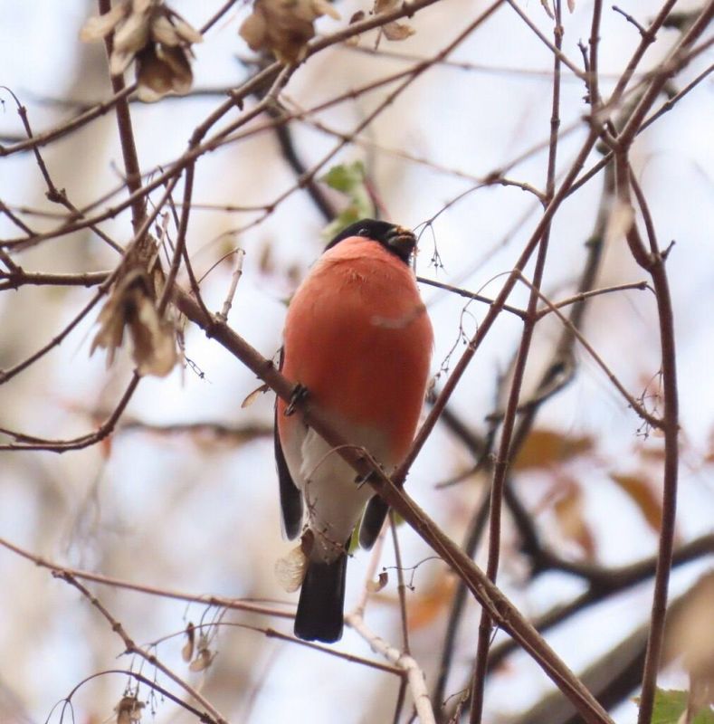 Первых снегирей заметили в новосибирском Академгородке