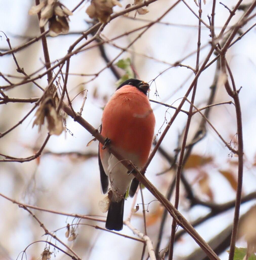 Первых снегирей заметили в новосибирском Академгородке