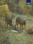 В Новосибирском зоопарке им. Шило появились на свет детеныши дикдиков — одних из самых маленьких антилоп в мире