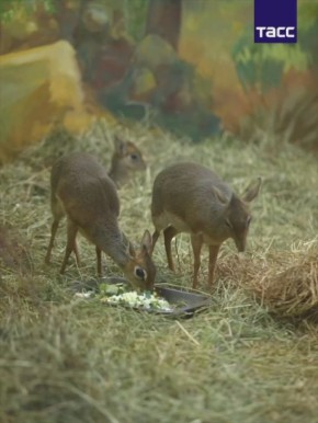 В Новосибирском зоопарке им. Шило появились на свет детеныши дикдиков — одних из самых маленьких антилоп в мире