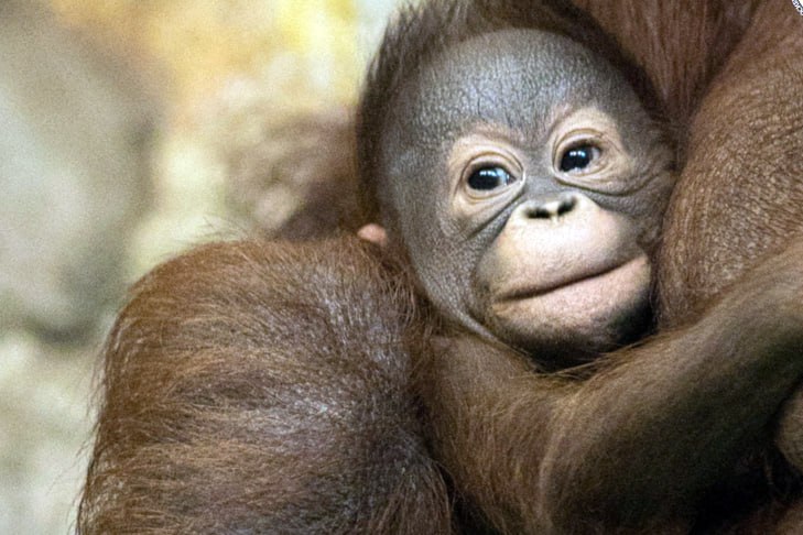 Друзья, мы сделали это! Милый детеныш орангутана в Новосибирском зоопарке теперь официально носит имя Бушель!