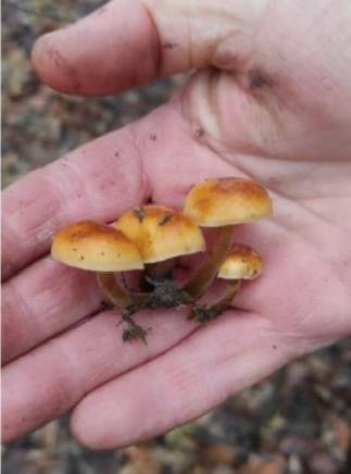 В лесах Новосибирской области были найдены зимние опята В лесах Новосибирской области были найдены зимние опята