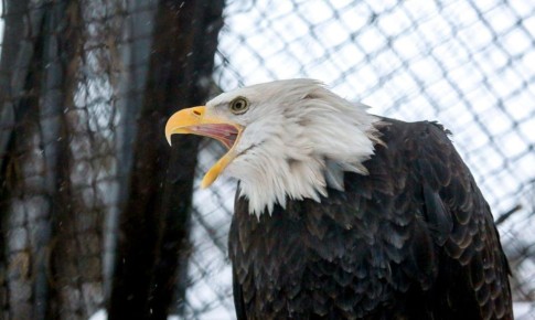 Новосибирский зоопарк сократил график работы ещё на час