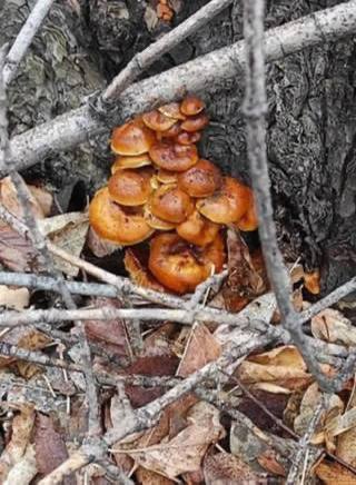 В лесах Новосибирской области были найдены зимние опята