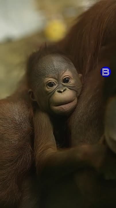 Интрига раскрыта!. Дочке орангутанов Бату и Мишель из новосибирского зоопарка дали имя