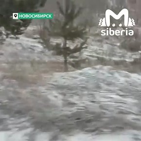 Похитители сосен попались в новосибирском лесу