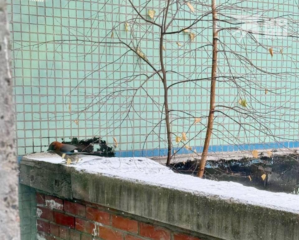 Посмотрите, каких птичек поймали в кадр наши читатели