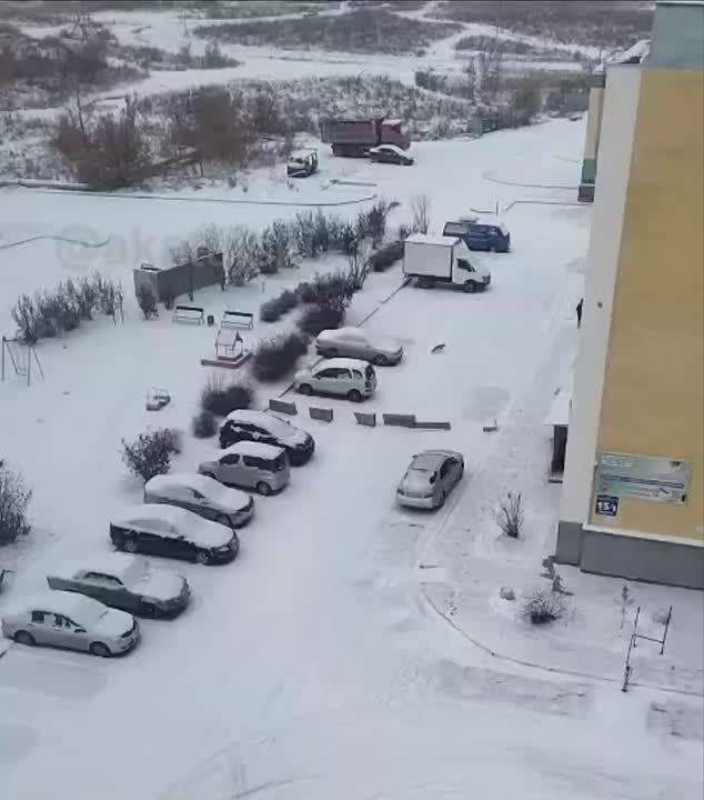 Дикая лиса напала на девочку за домом 15/1 по ул. Виктора Уса в Новосибирске