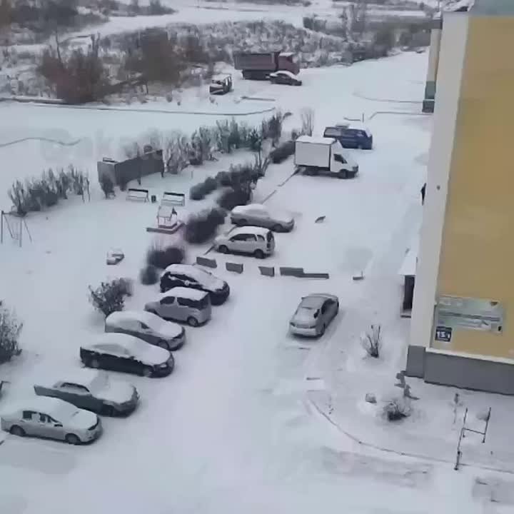 Тойтерьер спас девушку от лисы в Новосибирске