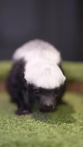 Самка медоеда отказалась выкармливать детёныша в новосибирском зоопарке