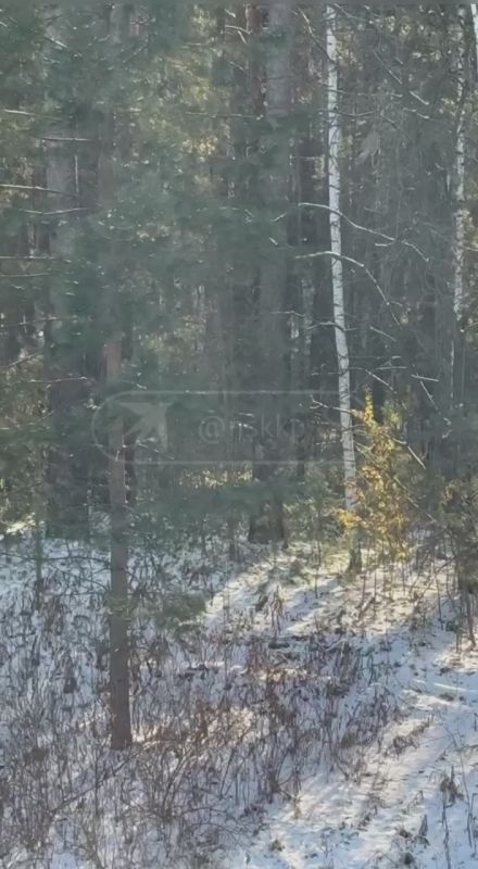 Настоящий триллер развернулся в лесу в новосибирском Академе