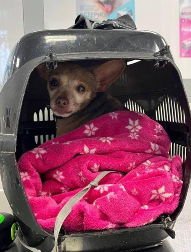 Лиса напала на девушку прямо во дворе жилого дома в Новосибирске Лиса напала на девушку прямо во дворе жилого дома в Новосибирске