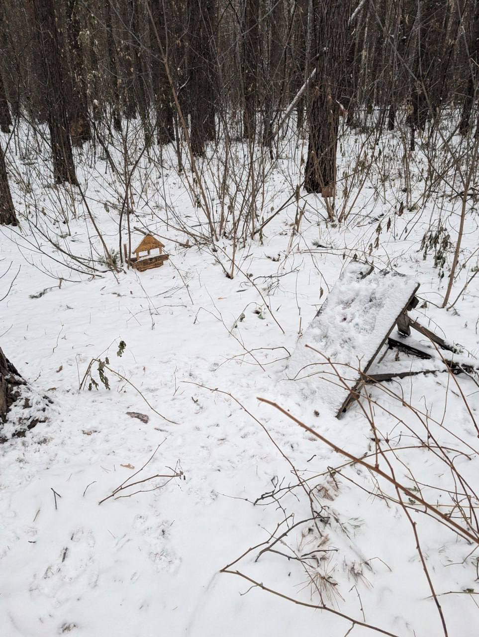 В новосибирском лесу неизвестный ломает кормушки для птиц и белок В новосибирском лесу неизвестный ломает кормушки для птиц и белок