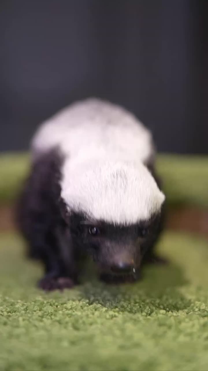 Самка медоеда подкинула детеныша зоологам Новосибирского зоопарка