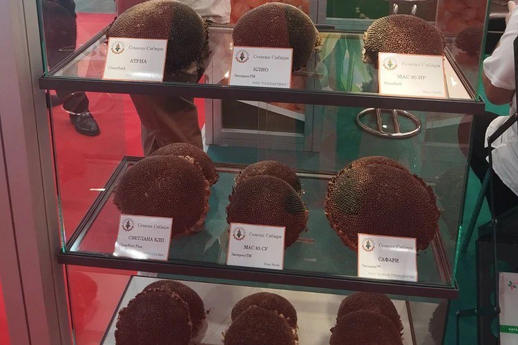 Сибирские аграрии планируют удвоить экспорт к 2030 году! Сибирские аграрии планируют удвоить экспорт к 2030 году!