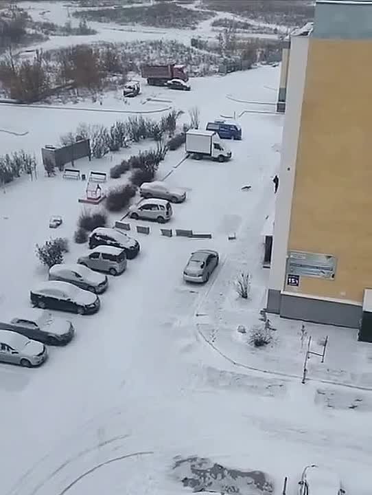 Дикая лиса напала на жительницу Новосибирска прямо во дворе жилого дома