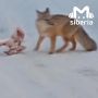 Лису с огромной костью заметили у школы №123 в Новосибирске