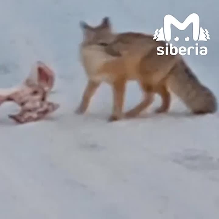 Лису с огромной костью заметили у школы №123 в Новосибирске
