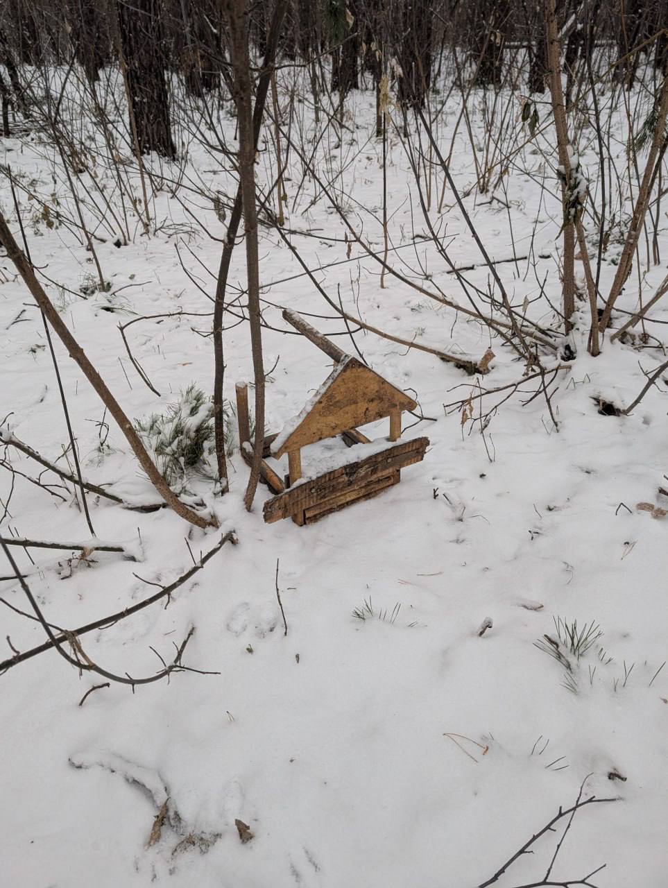 В новосибирском лесу неизвестный ломает кормушки для птиц и белок В новосибирском лесу неизвестный ломает кормушки для птиц и белок