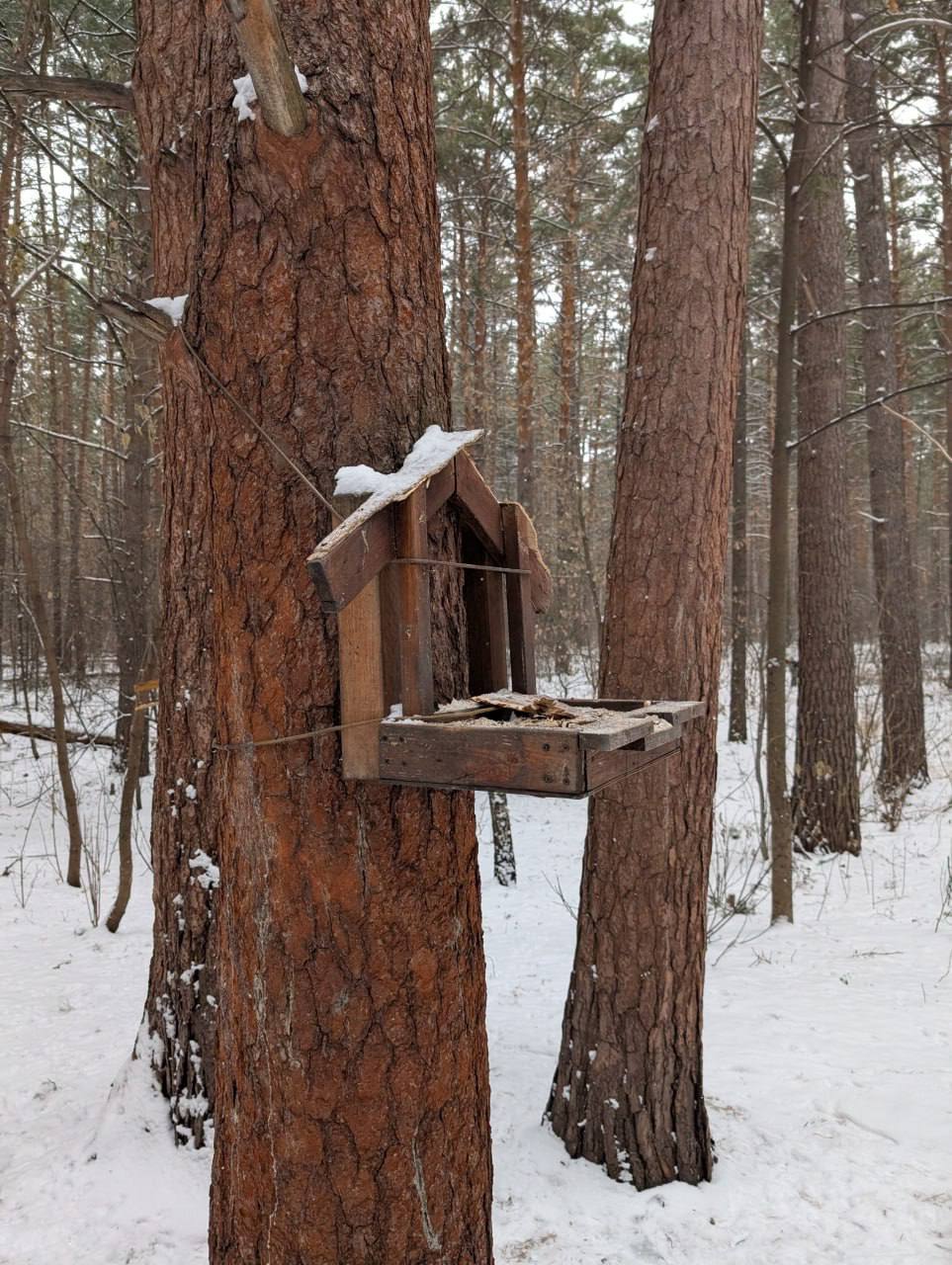 В новосибирском лесу неизвестный ломает кормушки для птиц и белок В новосибирском лесу неизвестный ломает кормушки для птиц и белок