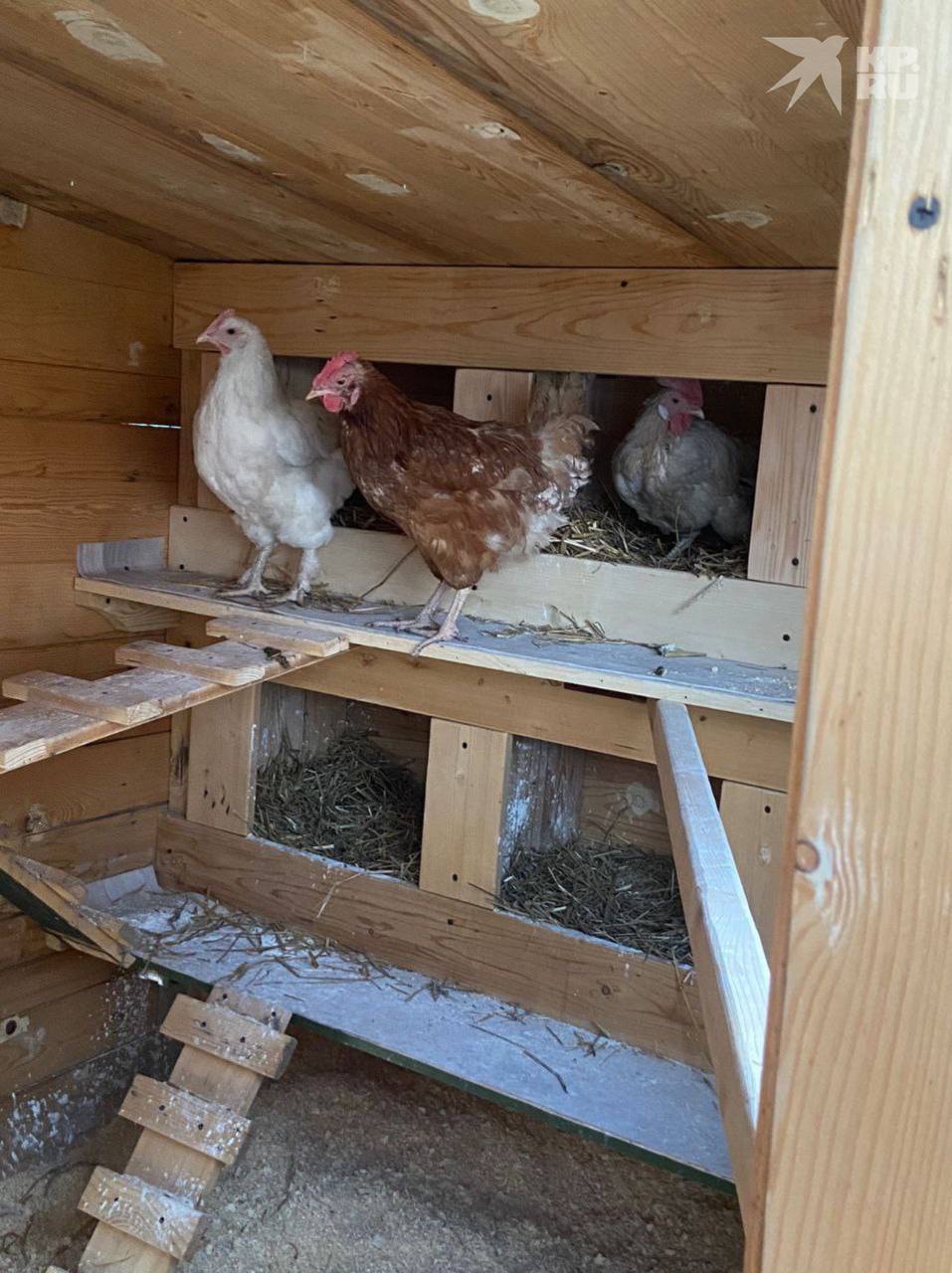 Под Новосибирском дачница спасла коршуна - теперь он присматривает за курицами Под Новосибирском дачница спасла коршуна - теперь он присматривает за курицами