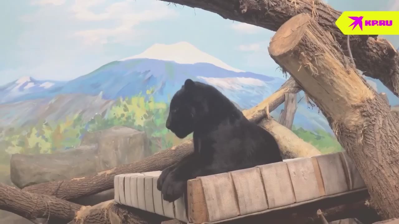 Новый житель Новосибирского зоопарка – ягуар Габриэль