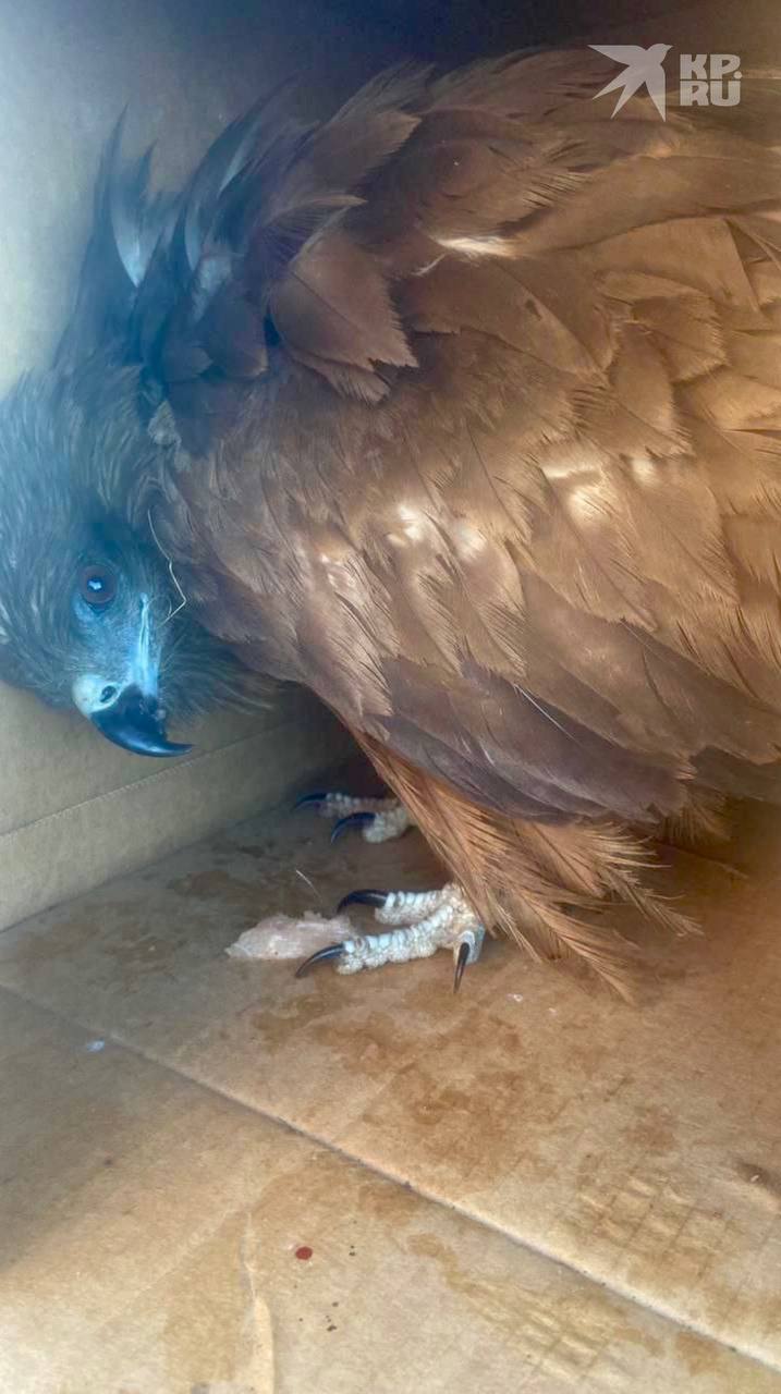 Под Новосибирском дачница спасла коршуна - теперь он присматривает за курицами Под Новосибирском дачница спасла коршуна - теперь он присматривает за курицами