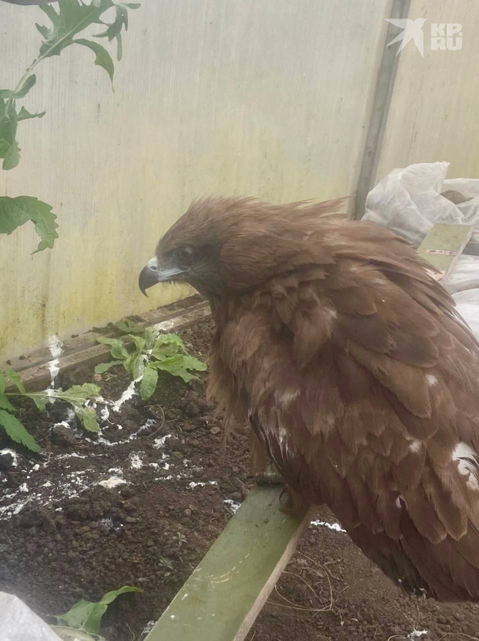 Под Новосибирском дачница спасла коршуна - теперь он присматривает за курицами