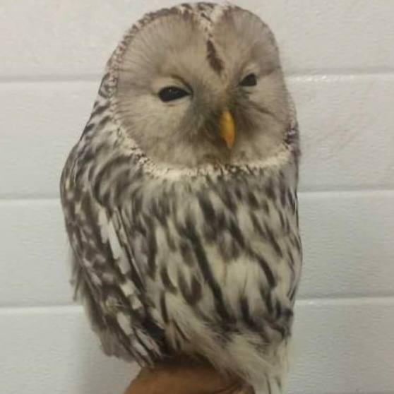 Редкую сову спасли после схватки с сороками в новосибирском Академгородке Редкую сову спасли после схватки с сороками в новосибирском Академгородке