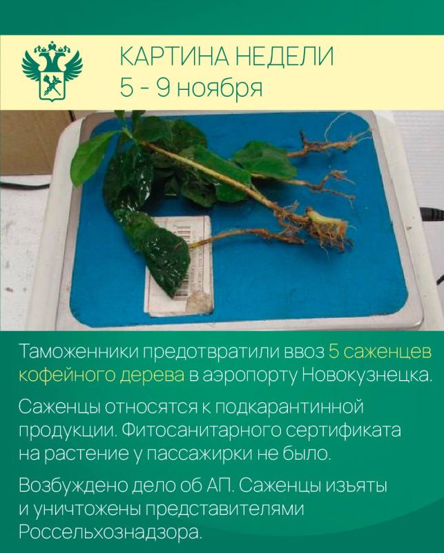 Картина недели. Работа таможенников в регионах: