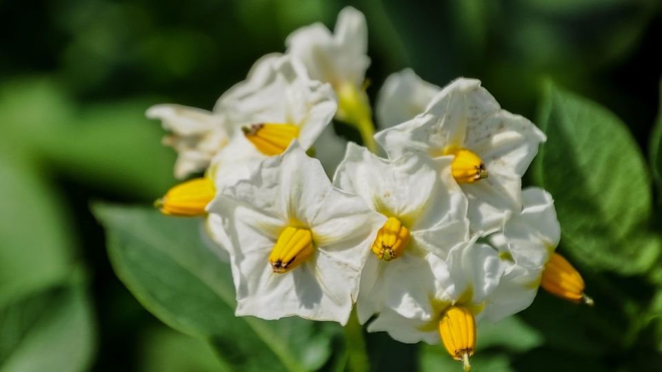 Картофеля соберете в 2 раза больше: без всяких секретов и заморочек