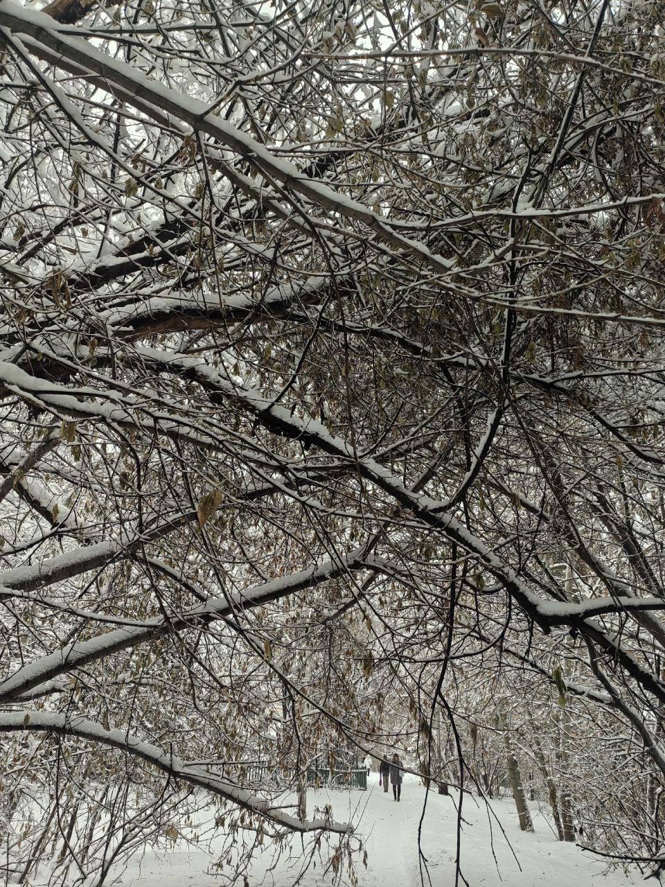 Мокрый снег буквально уложил на землю деревья в новосибирском Академе Мокрый снег буквально уложил на землю деревья в новосибирском Академе