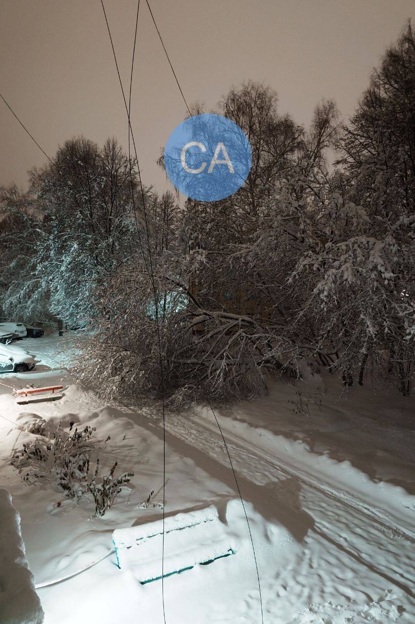 Мокрый снег буквально уложил на землю деревья в новосибирском Академе Мокрый снег буквально уложил на землю деревья в новосибирском Академе
