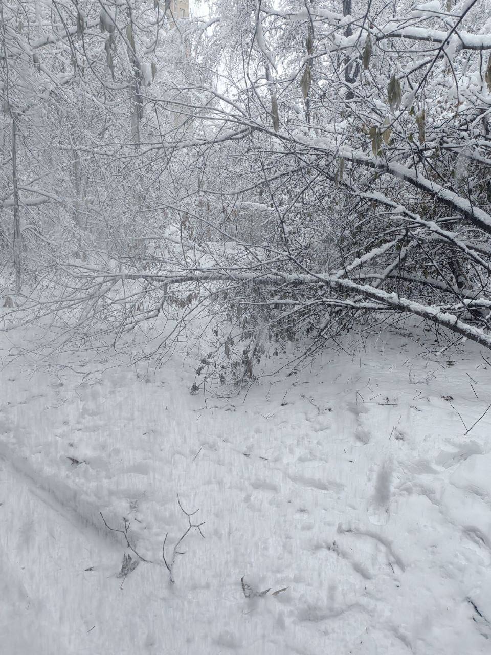 Мокрый снег буквально уложил на землю деревья в новосибирском Академе Мокрый снег буквально уложил на землю деревья в новосибирском Академе