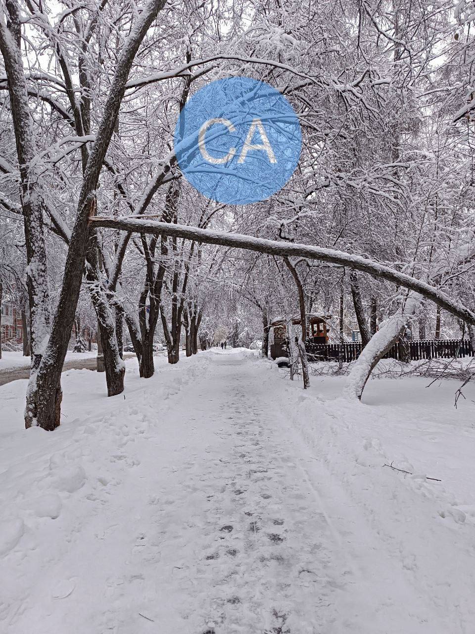 Мокрый снег буквально уложил на землю деревья в новосибирском Академе Мокрый снег буквально уложил на землю деревья в новосибирском Академе