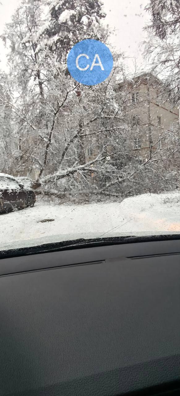 Мокрый снег буквально уложил на землю деревья в новосибирском Академе