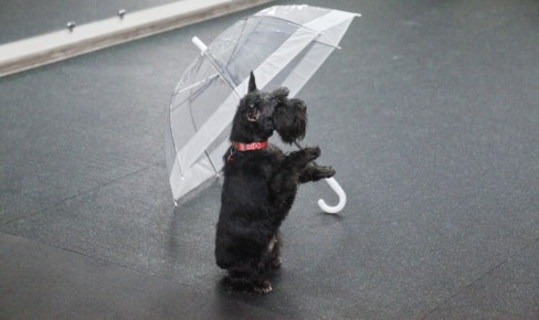 Сможет даже дворняжка: как в Новосибирске учат собак танцевать под музыку