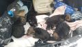 Мужчина спас выброшенных в мусорку щенков