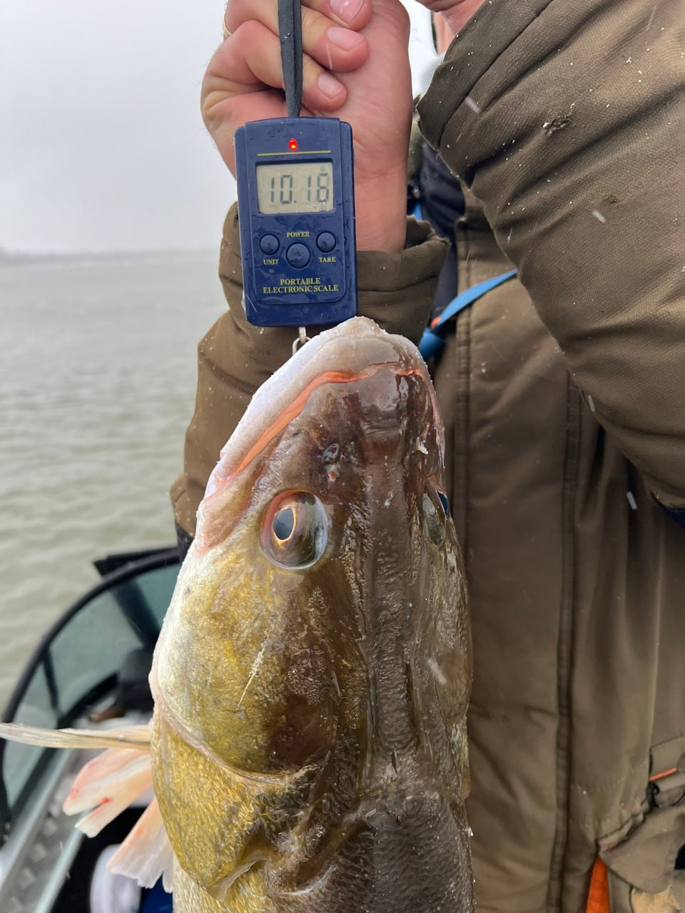 Новосибирец поймал судака весом 10,2 кг в Томской области Новосибирец поймал судака весом 10,2 кг в Томской области