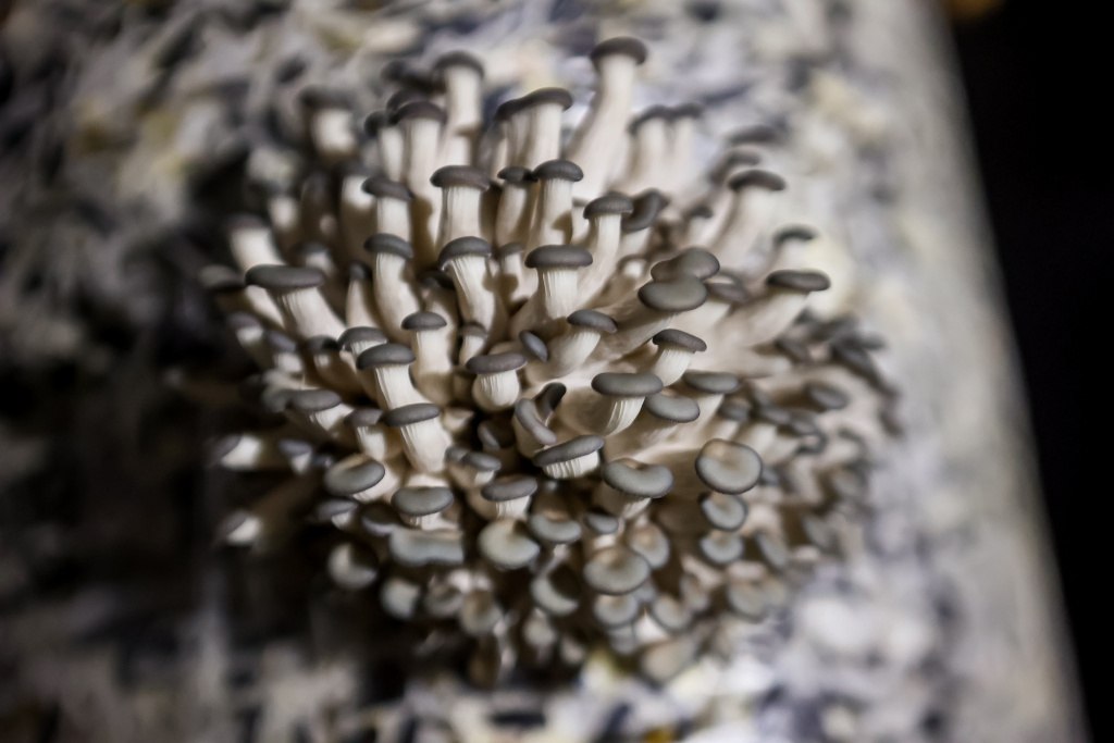 «Срываешь и сразу ешь»: фоторепортаж с грибной фермы под Новосибирском «Срываешь и сразу ешь»: фоторепортаж с грибной фермы под Новосибирском