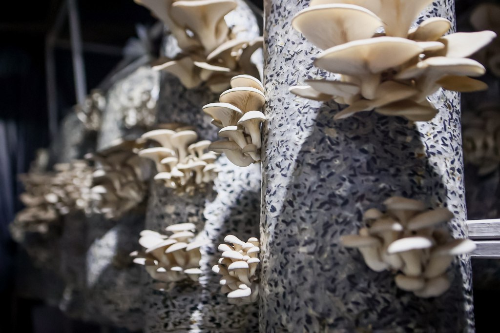 «Срываешь и сразу ешь»: фоторепортаж с грибной фермы под Новосибирском «Срываешь и сразу ешь»: фоторепортаж с грибной фермы под Новосибирском