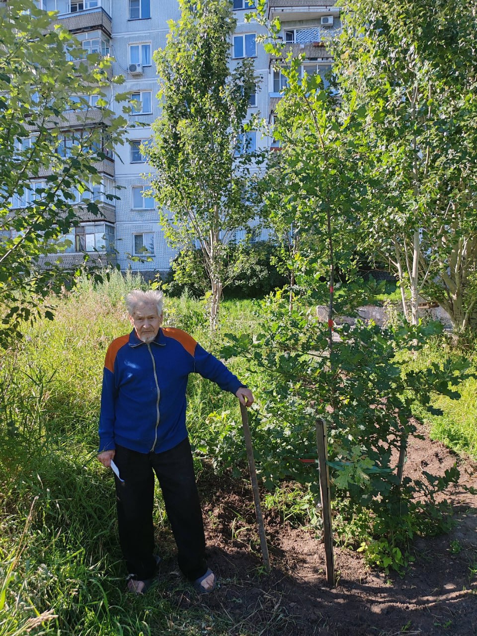 91-летний пенсионер в одиночку ухаживает за дубовой аллеей в Новосибирске