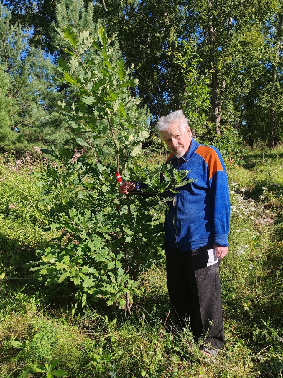 91-летний пенсионер в одиночку ухаживает за дубовой аллеей в Новосибирске 91-летний пенсионер в одиночку ухаживает за дубовой аллеей в Новосибирске