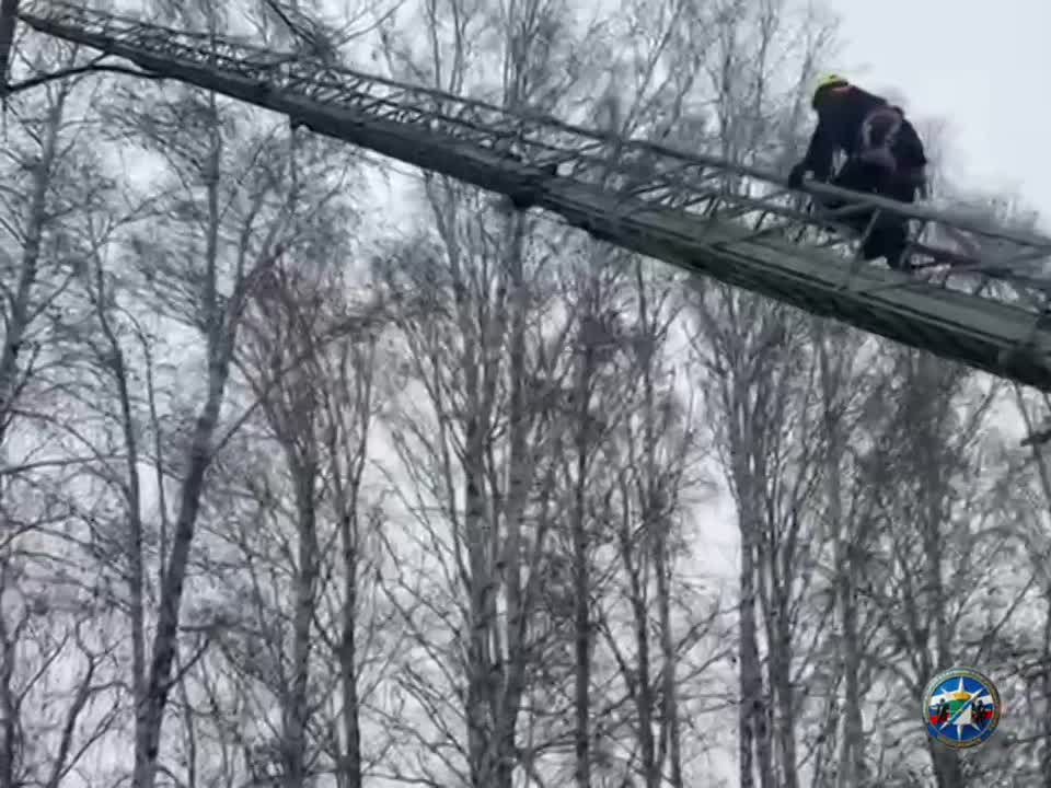 В Новосибирске спасатели убрали опасные ветки дерева с территории школы
