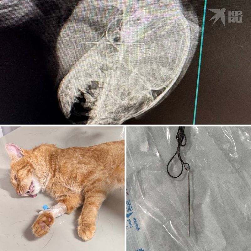 Иглу внутри кота нашли новосибирские ветеринары
