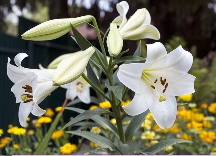 Как подготовить лилии к зиме: секреты успешного ухода