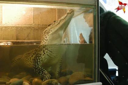 Крокодила Кузю из строительного магазина в Новосибирске требуют убрать Крокодила Кузю из строительного магазина в Новосибирске требуют убрать