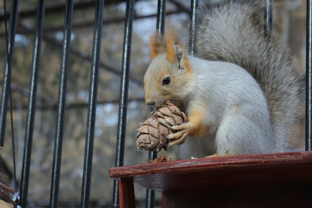17 ноября — Международный день белки 17 ноября — Международный день белки