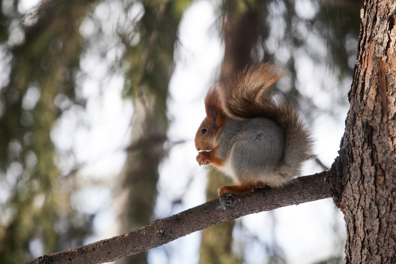 17 ноября — Международный день белки 17 ноября — Международный день белки