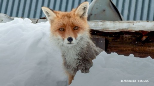 Карантин по бешенству ввели по ул. Сибиряков-Гвардейцев в Новосибирске до 15 января после нападения дикой лисы на горожанку
